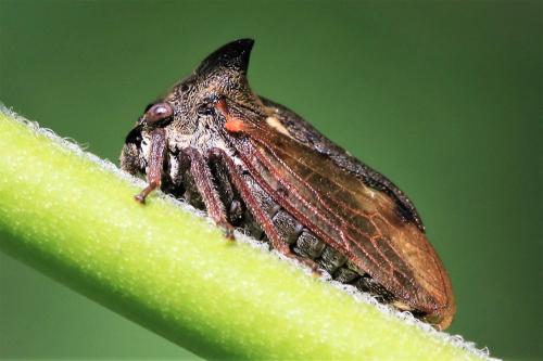 Centrotus cornutus